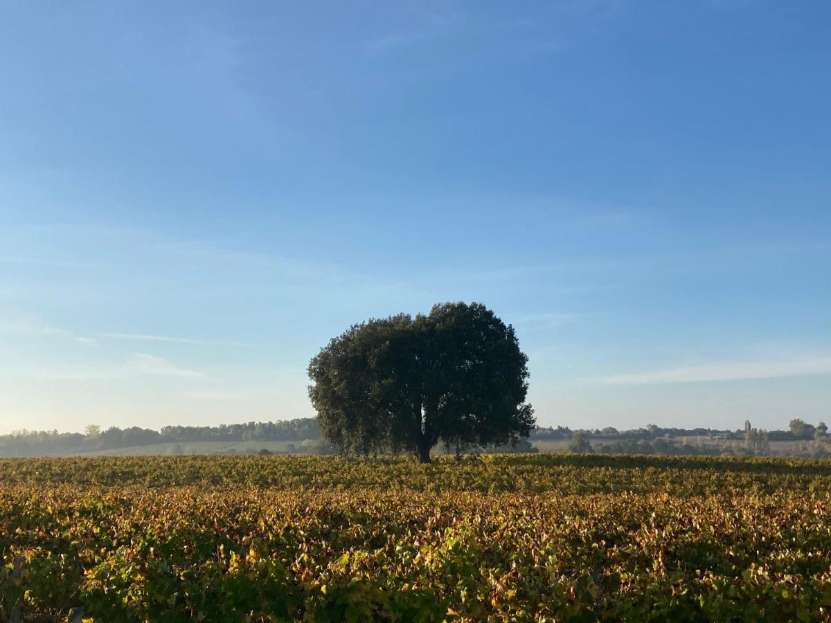 " Venez Dormir Chez Nous " #Condom#Gascogne#D'Artagnan#Armagnac#Le Bonheur Est Dans Le Gers المظهر الخارجي الصورة